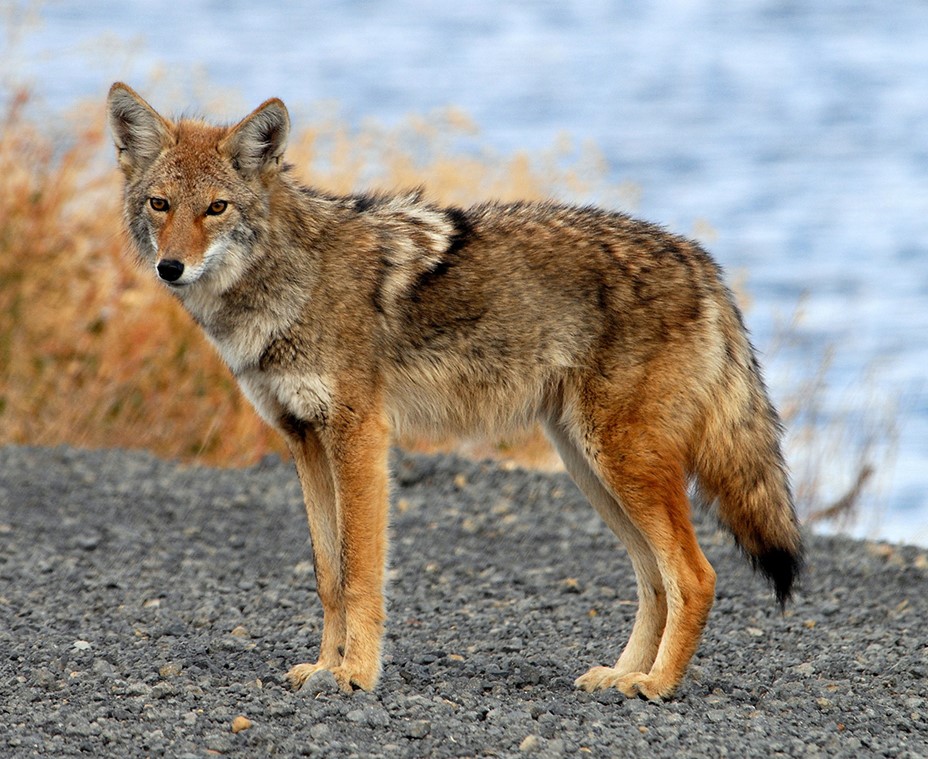 Coyote - Mâle